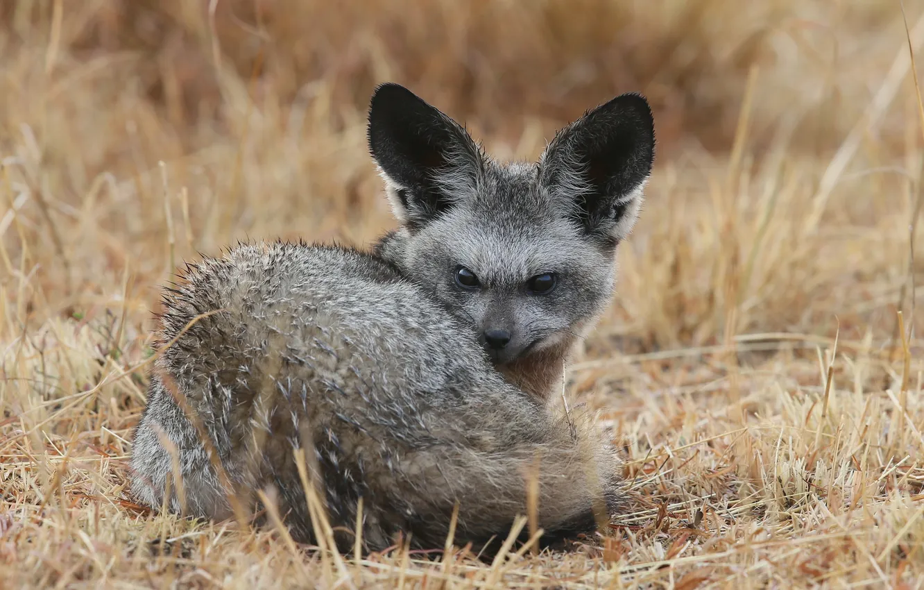 Photo wallpaper grass, look, wet, Fox, Fox, bat-eared