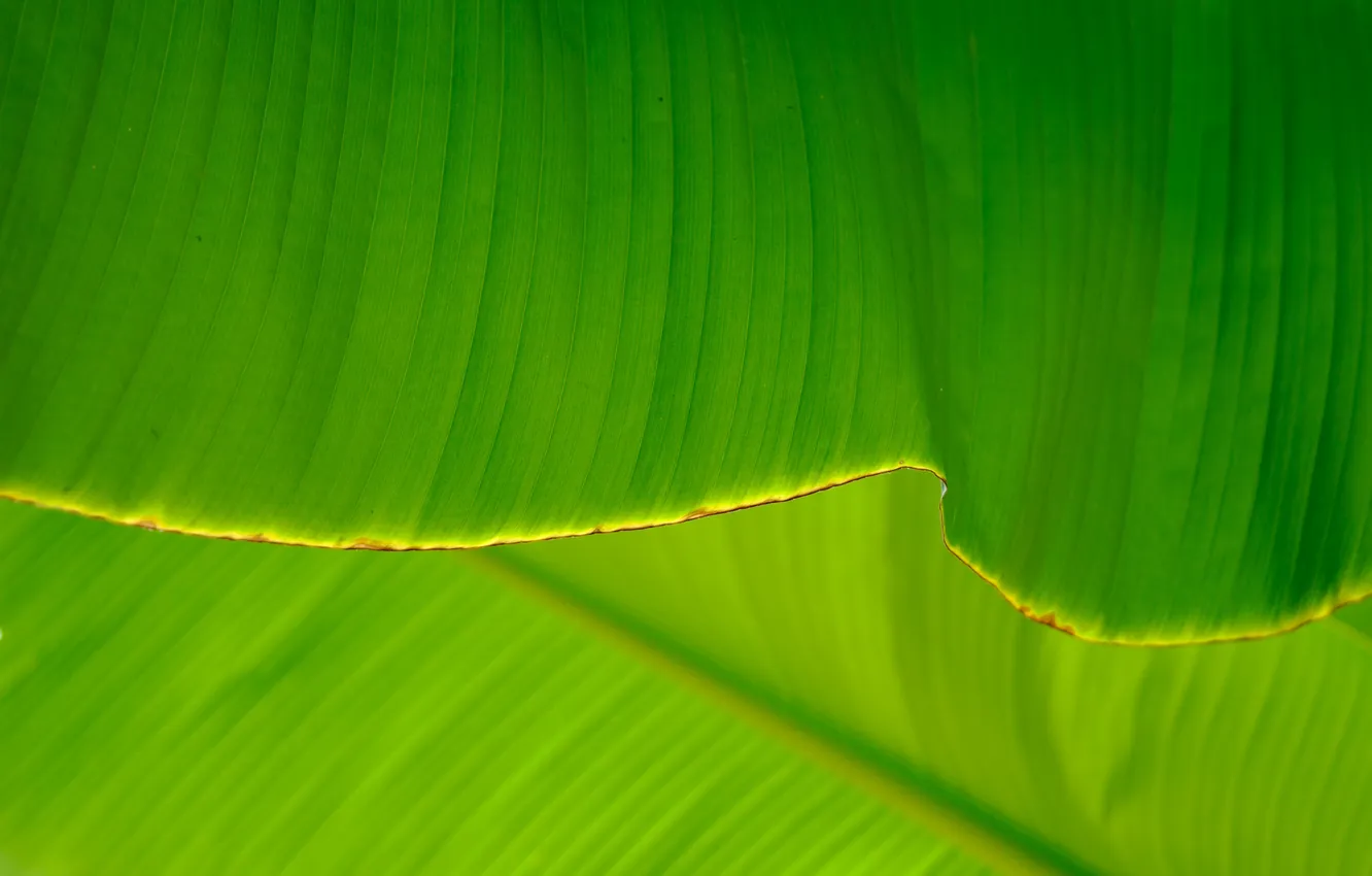 Photo wallpaper greens, leaves, veins