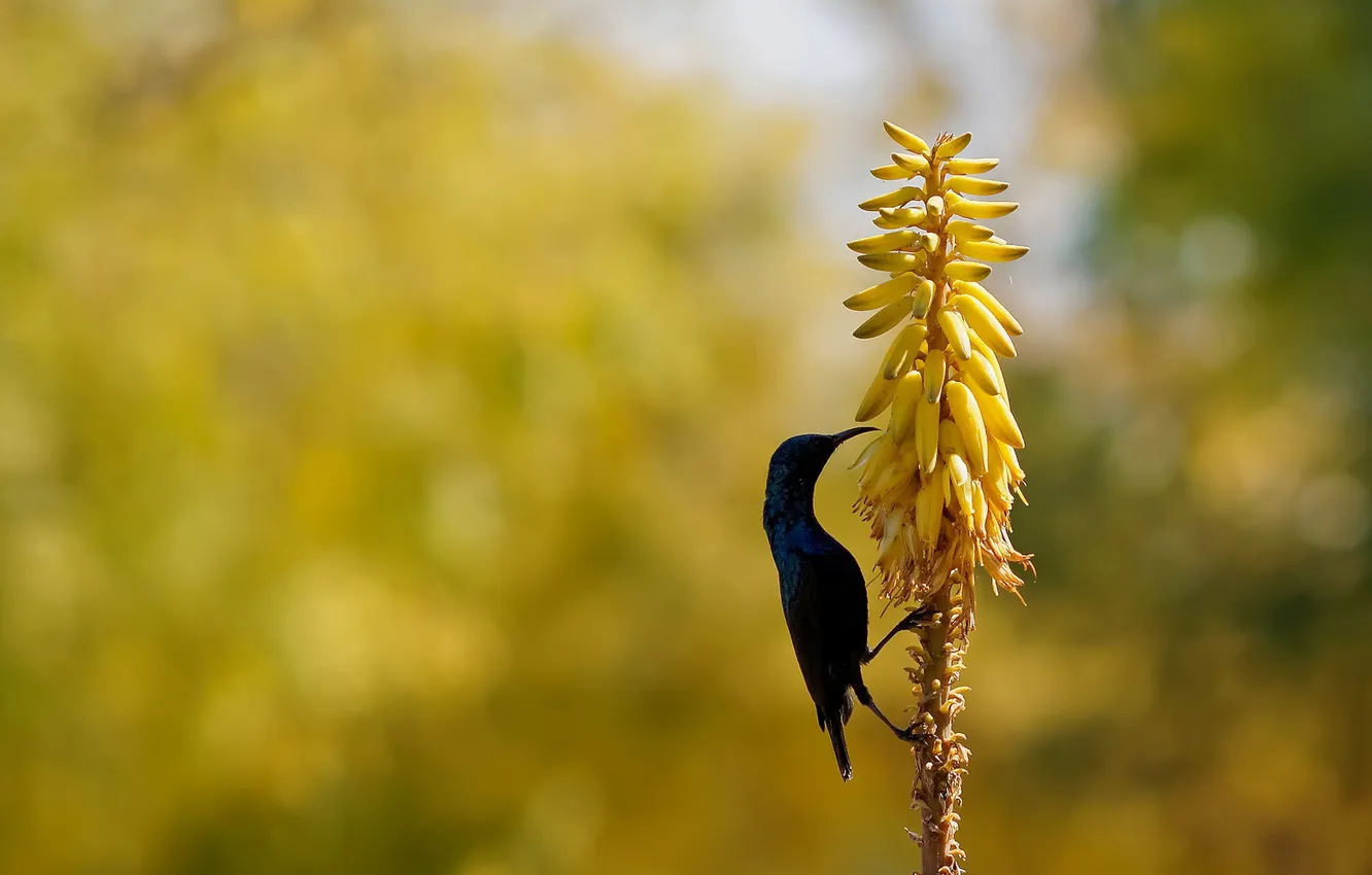 Photo wallpaper flowers, Purple sunbird, aloe vera