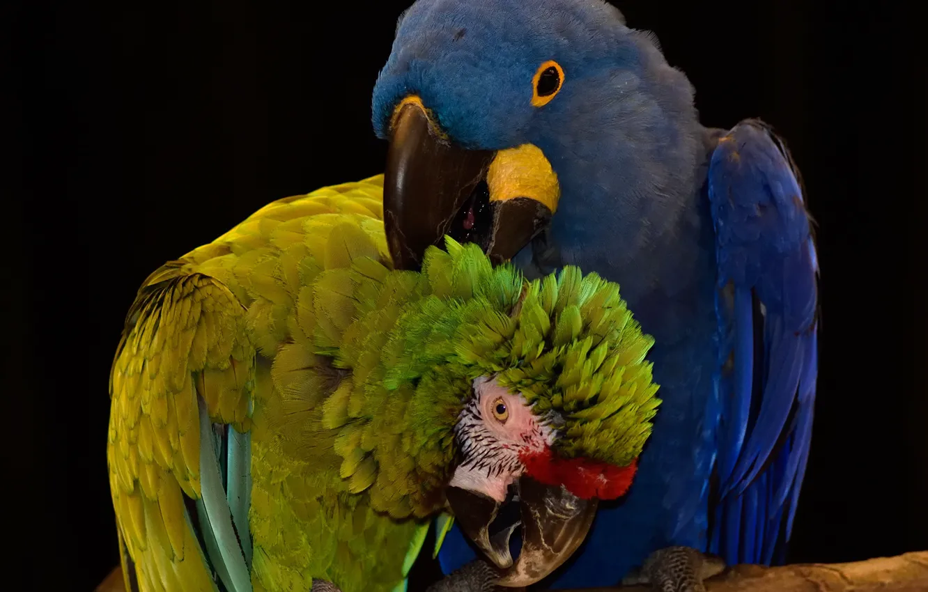 Photo wallpaper birds, parrots, by Nushaa