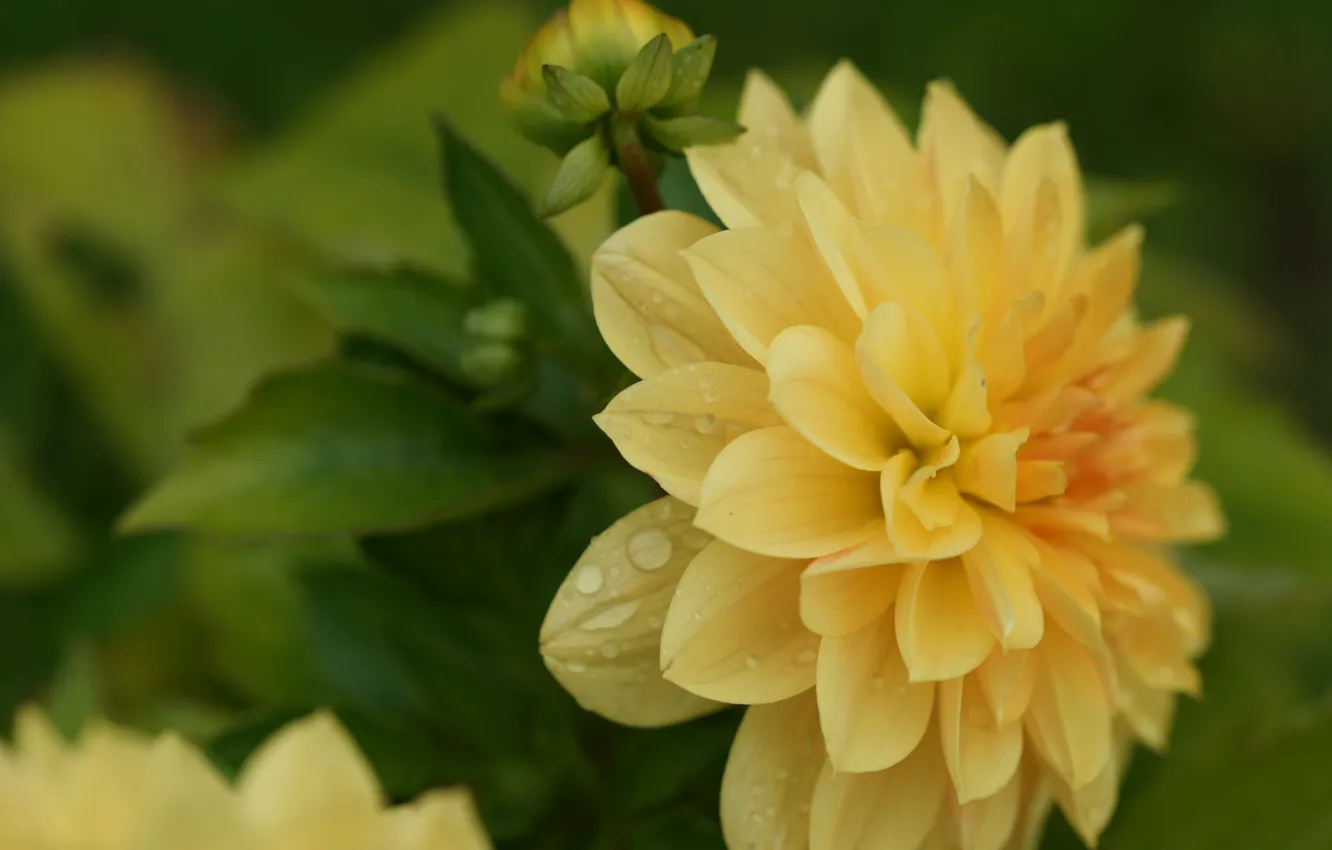 Photo wallpaper macro, flowers, petals, dahlias