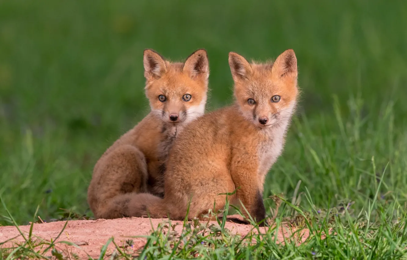 Photo wallpaper grass, a couple, twins, cubs, cubs