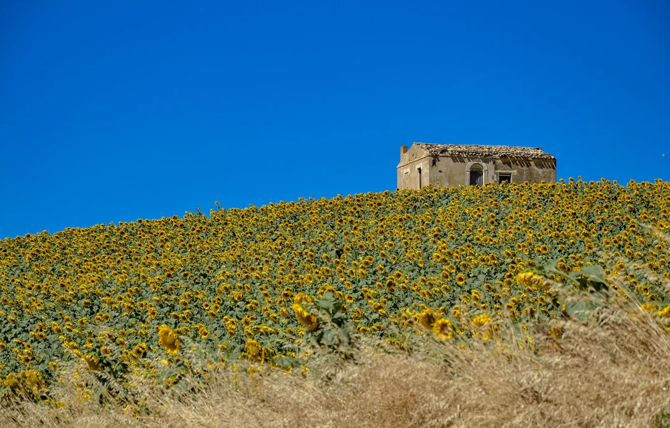 Photo wallpaper field, the sky, sunflowers, house, slope, hill, Italy, Molise