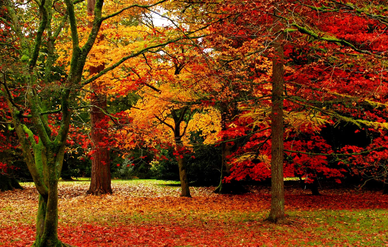 Photo wallpaper autumn, leaves, trees, nature, Park, Nature, falling leaves, trees