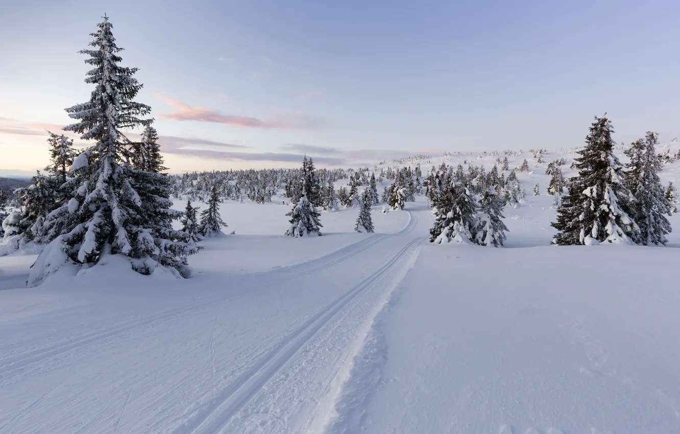 Photo wallpaper winter, snow, trees, Norway, Norway, Lillehammer