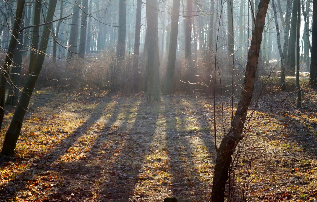 Photo wallpaper forest, park, sun, fog