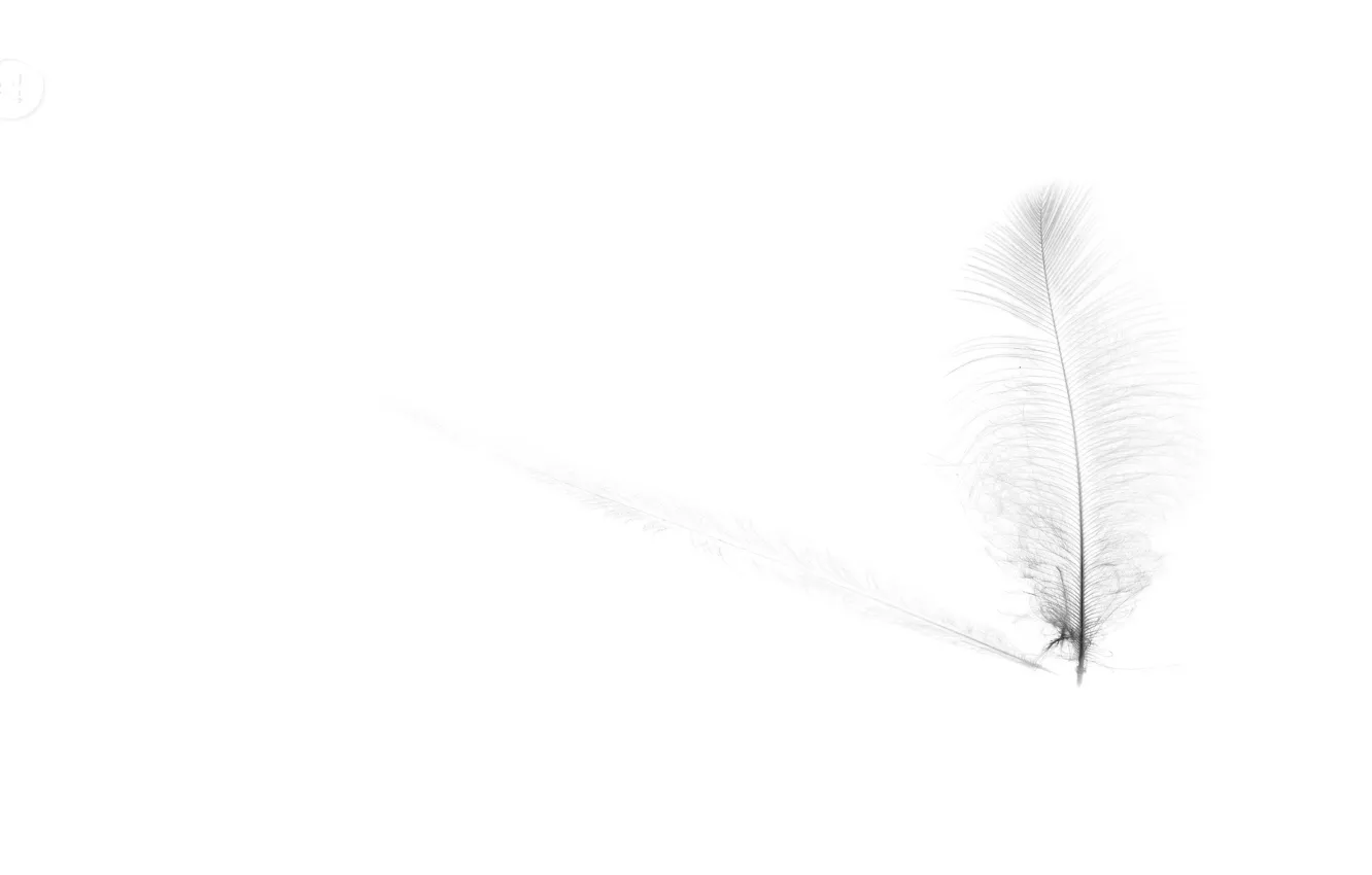 Photo wallpaper background, color, feathers