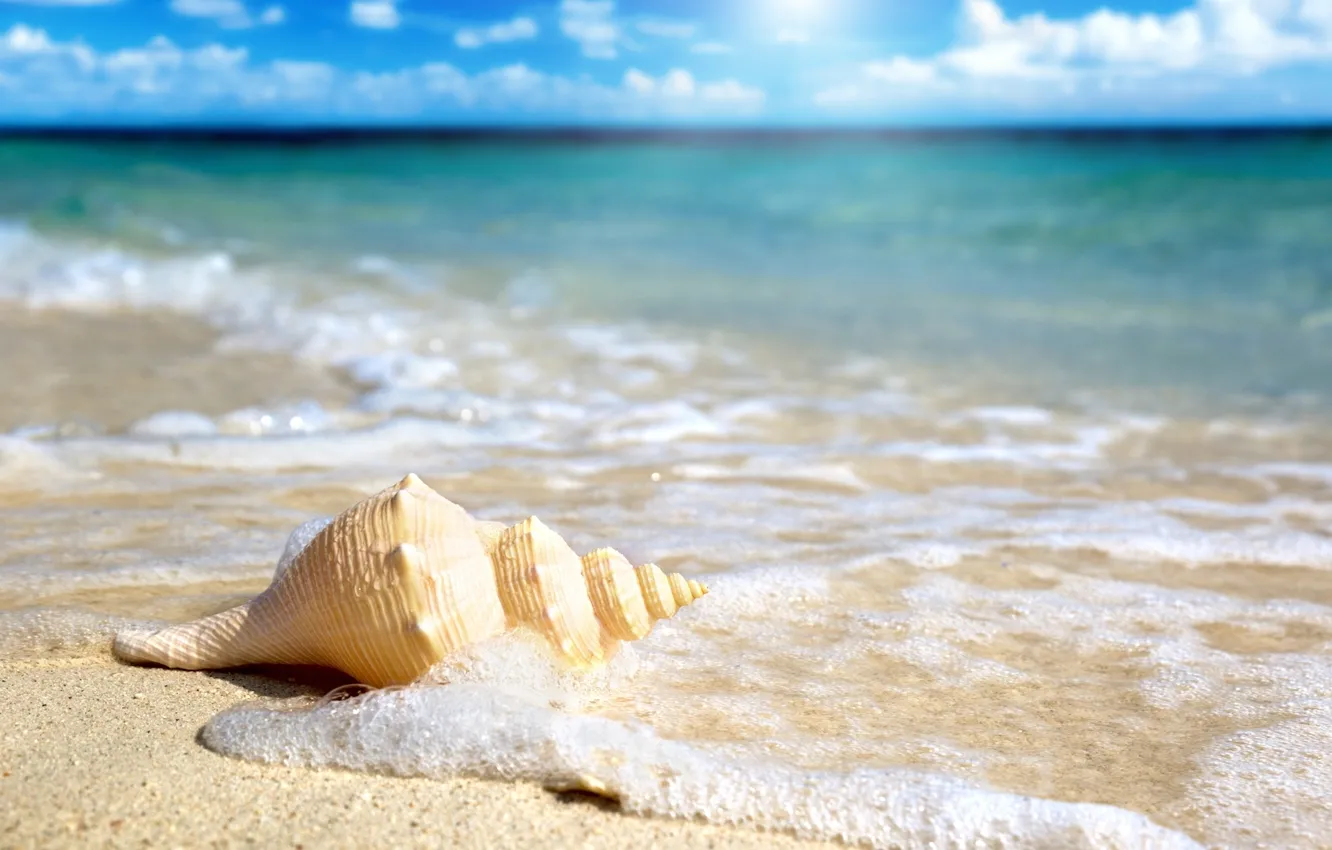 Photo wallpaper sand, beach, the ocean, shell