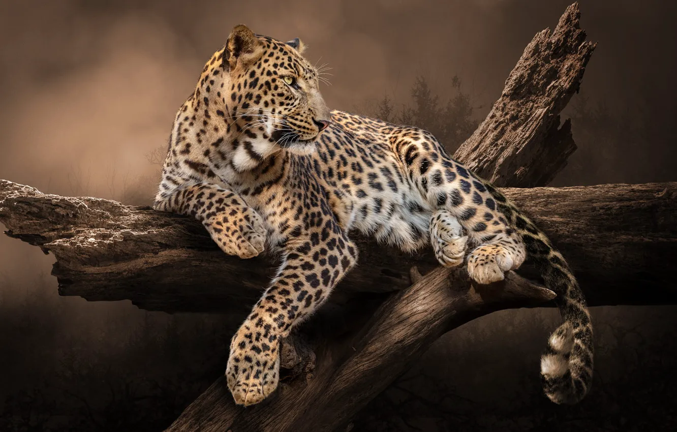 Photo wallpaper nature, pose, tree, animal, predator, leopard