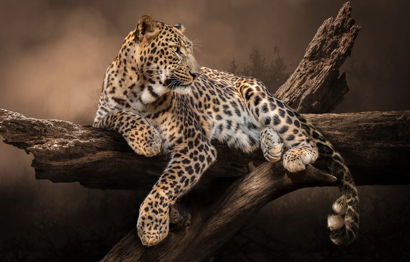 Photo wallpaper trees, nature, pose, animal, predator, leopard