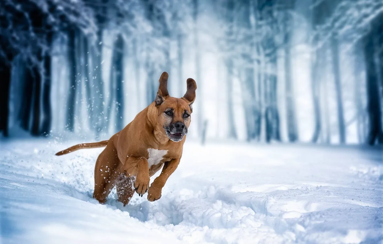 Photo wallpaper winter, snow, dog, running, walk, Rhodesian Ridgeback