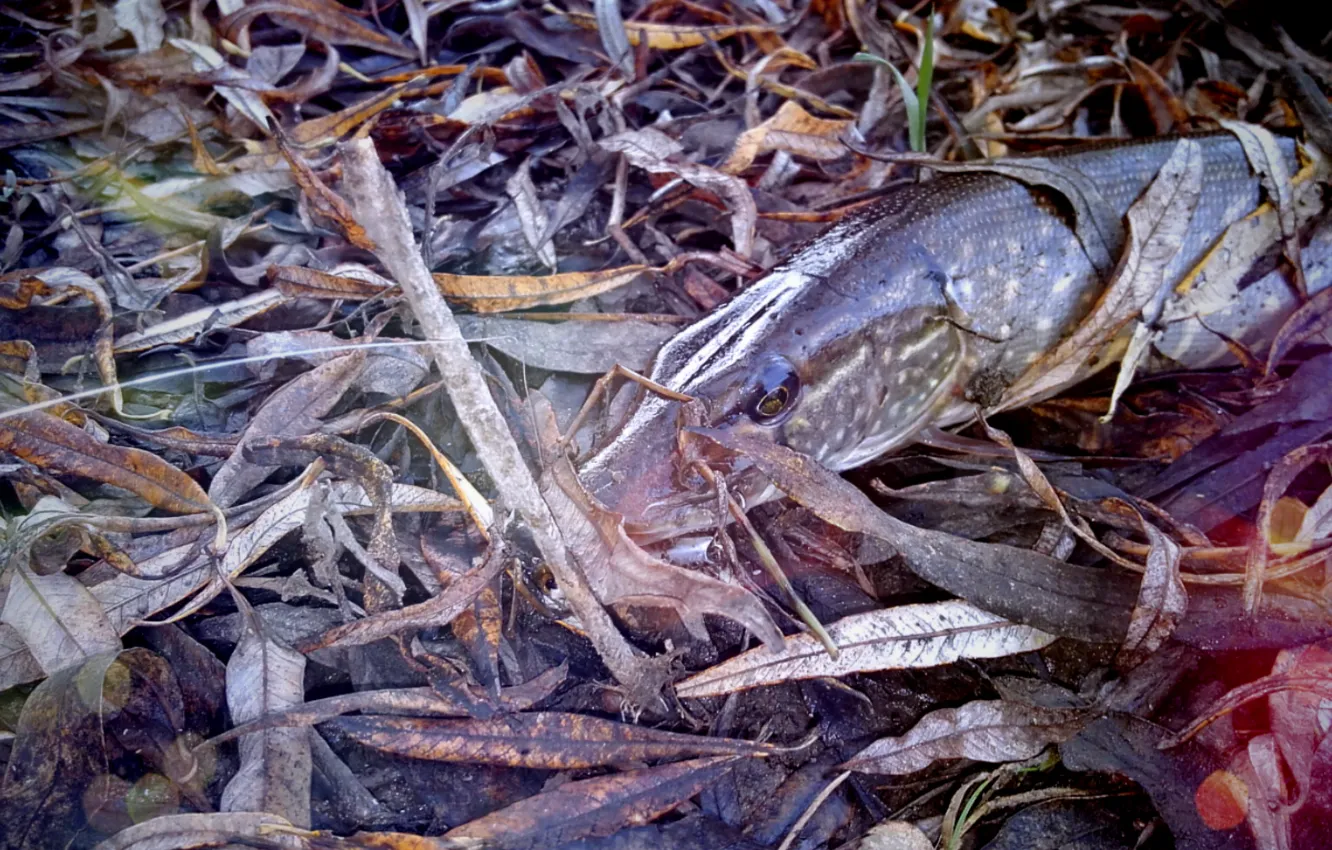 Photo wallpaper autumn, foliage, fish, sunset.