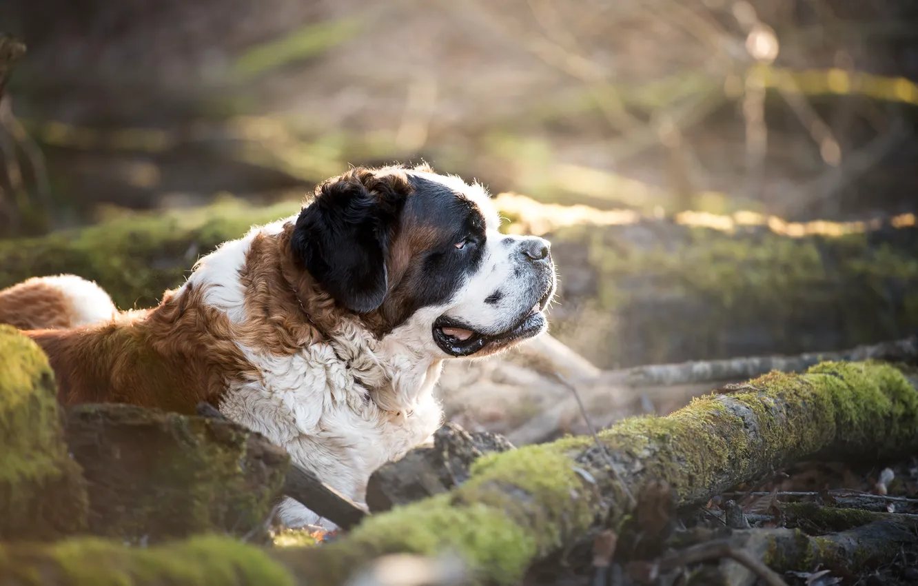 Photo wallpaper dog, dog, St. Bernard