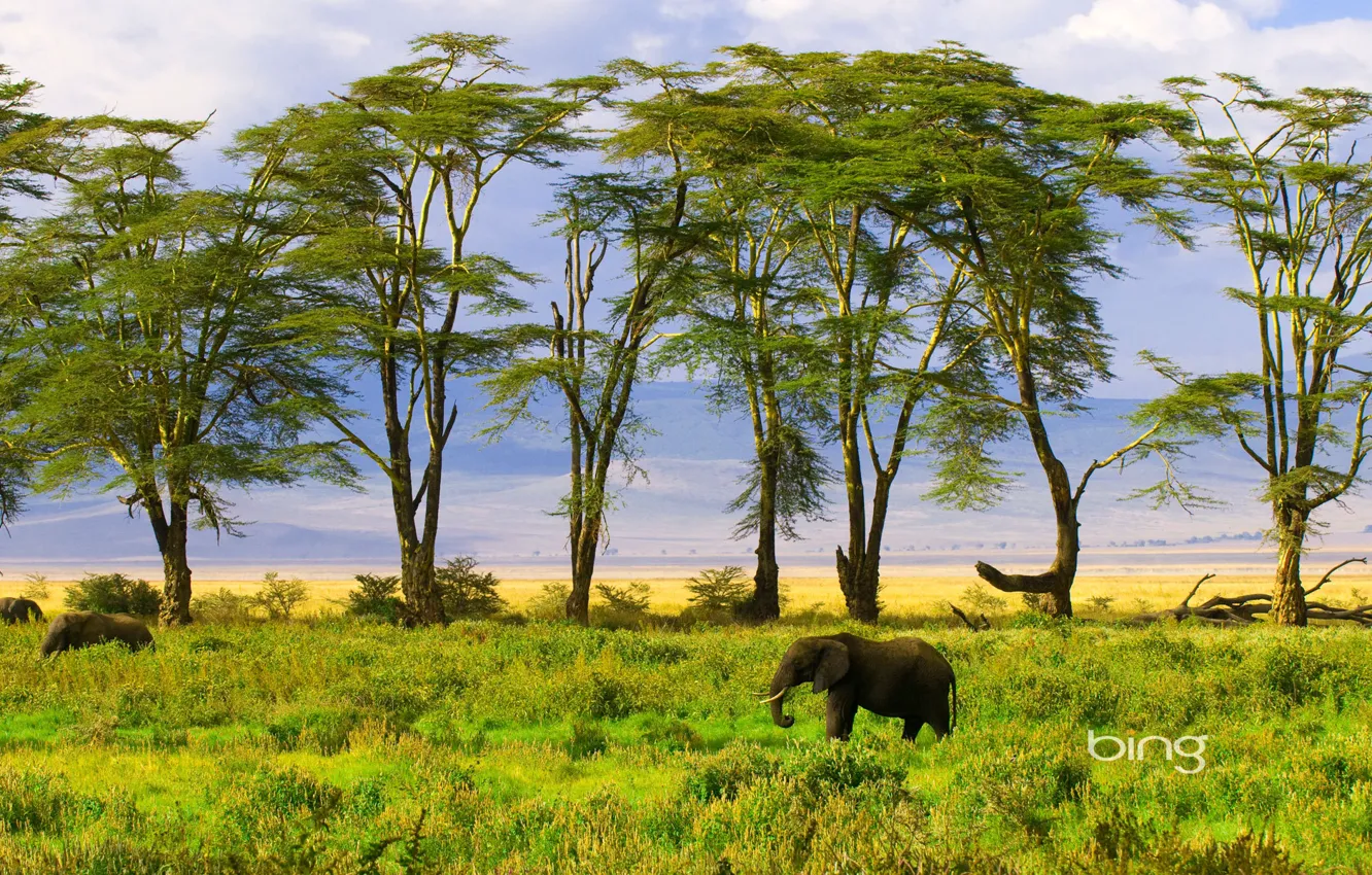 Photo wallpaper greens, nature, elephant
