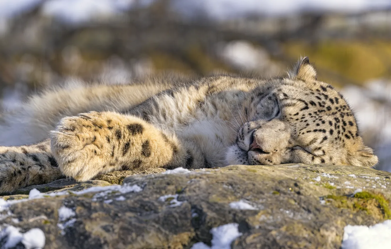 Photo wallpaper winter, face, snow, nature, pose, stones, sleep, paws
