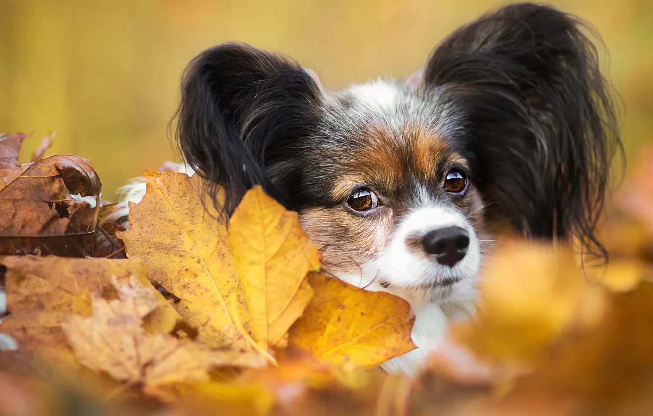 Photo wallpaper autumn, look, leaves, foliage, portrait, dog, muzzle, puppy