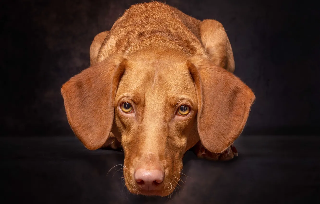 Photo wallpaper each, home, dog