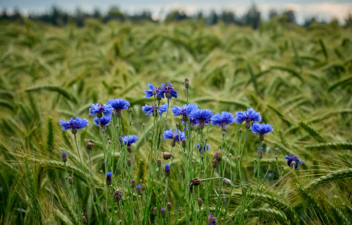 Photo wallpaper flowers, rye, cornflowers