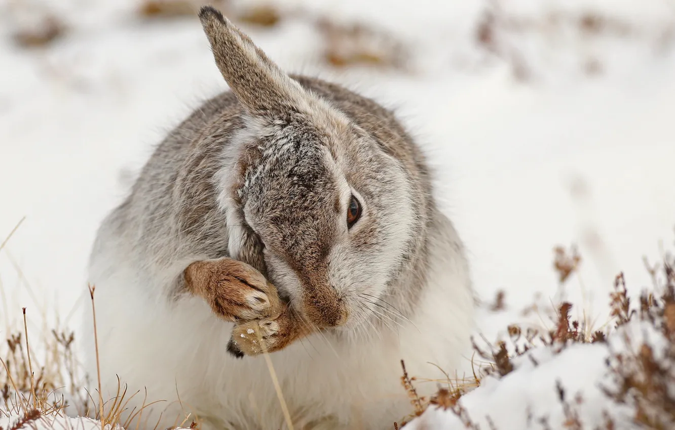 Photo wallpaper snow, nature, hare