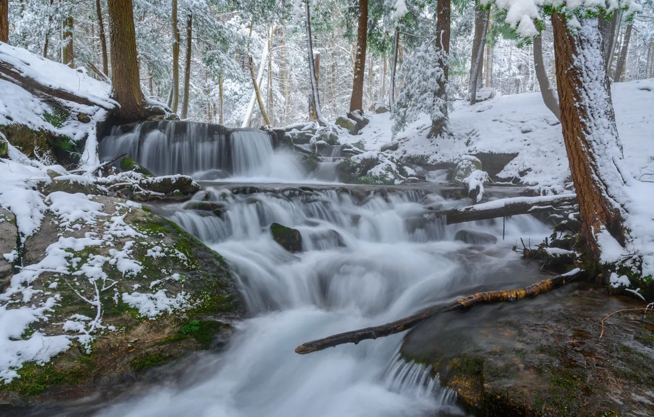 Photo wallpaper winter, forest, snow, stream