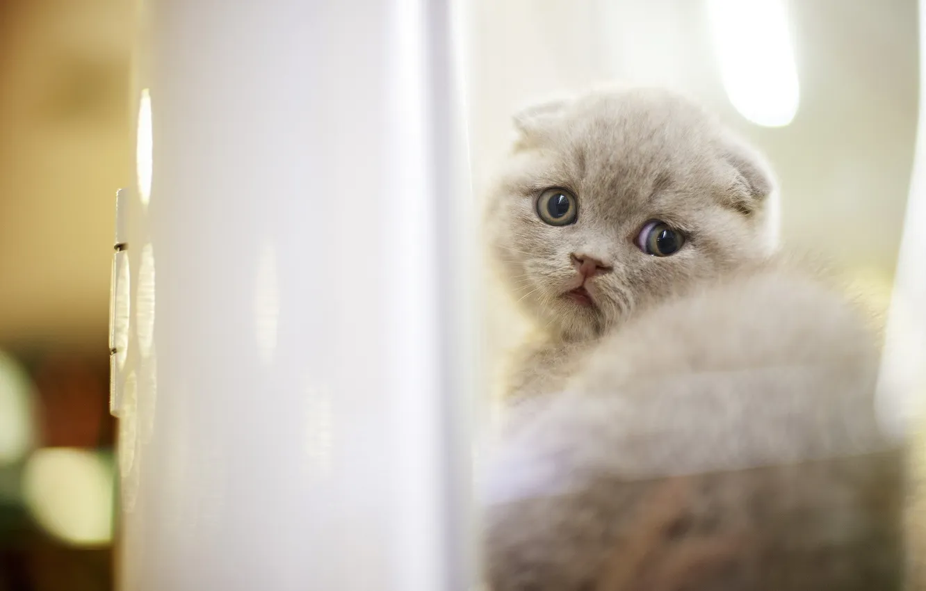 Photo wallpaper cat, look, home