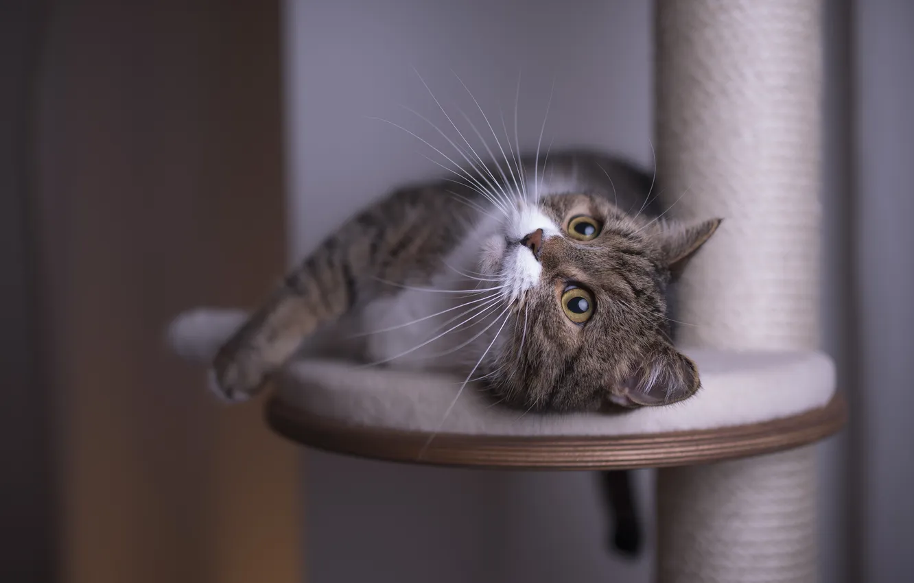 Photo wallpaper cat, look, background