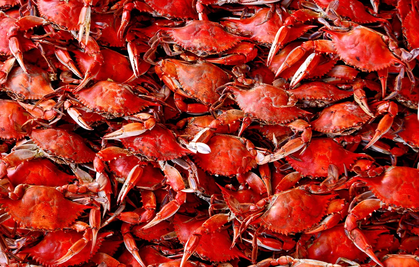 Photo wallpaper macro, background, crabs