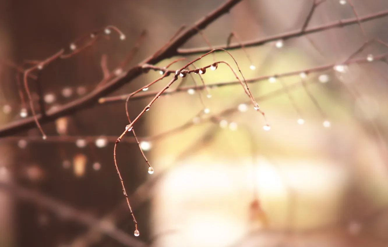 Photo wallpaper drops, macro, branches, background, branch, blur
