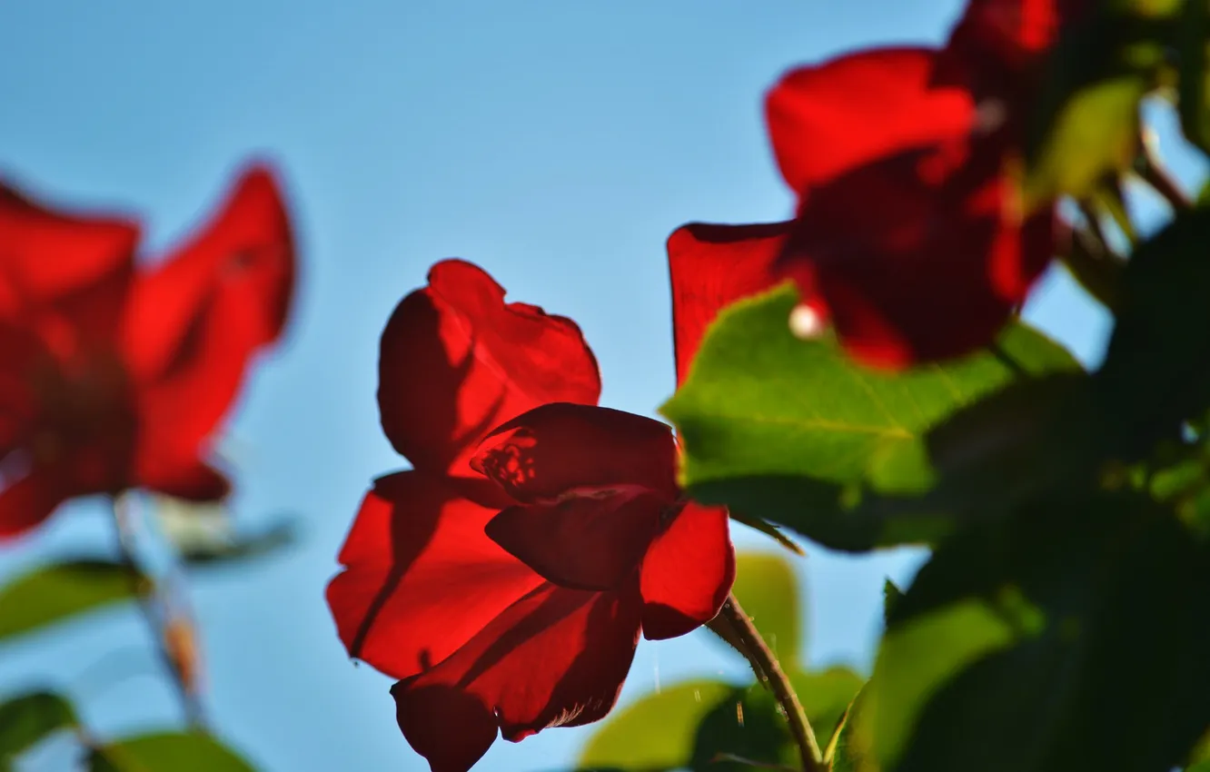 Photo wallpaper the sky, leaves, nature, roses, petals