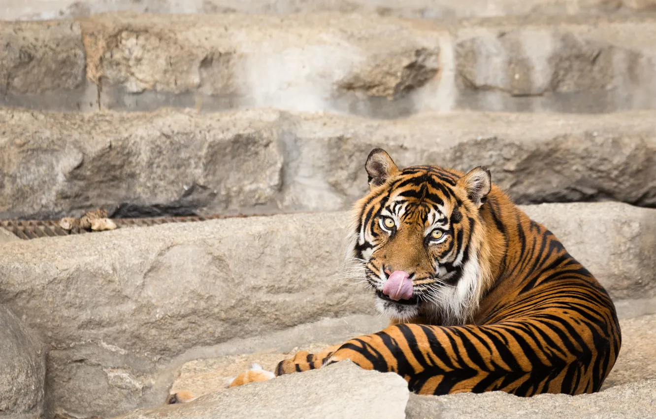 Photo wallpaper language, cat, look, tiger, Sumatran