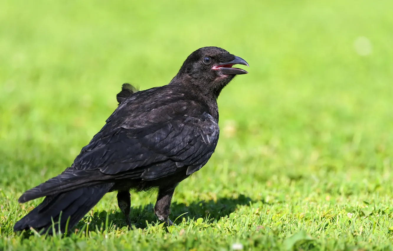 Photo wallpaper grass, bird, Raven, ©Tambako The Jaguar