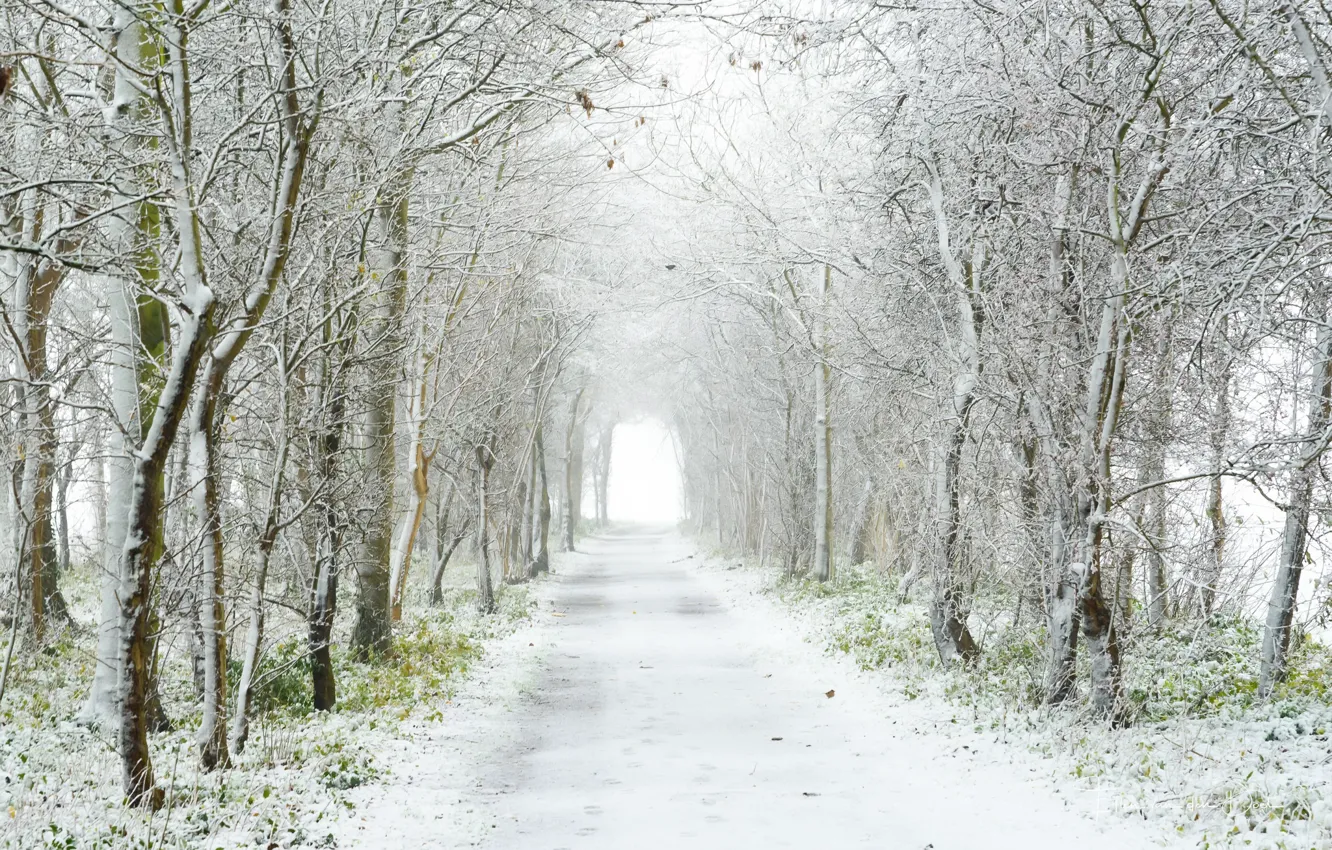 Photo wallpaper road, snow, trees, fog