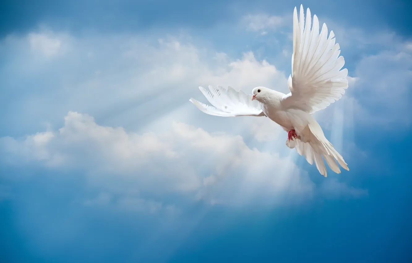 Photo wallpaper the sky, bird, the world, white, peace, the rays of the sun, sky, dove