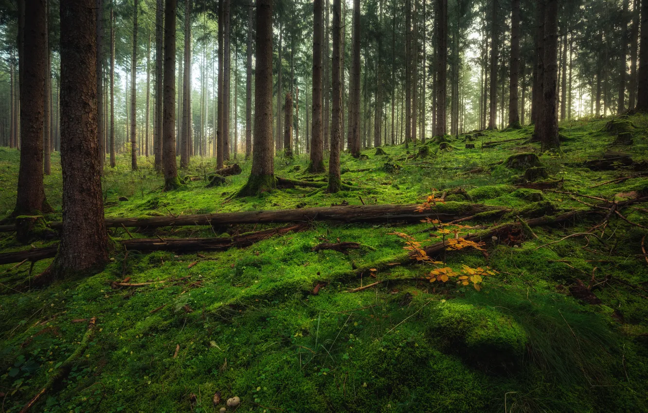Photo wallpaper forest, trees, nature, Germany, Eifel