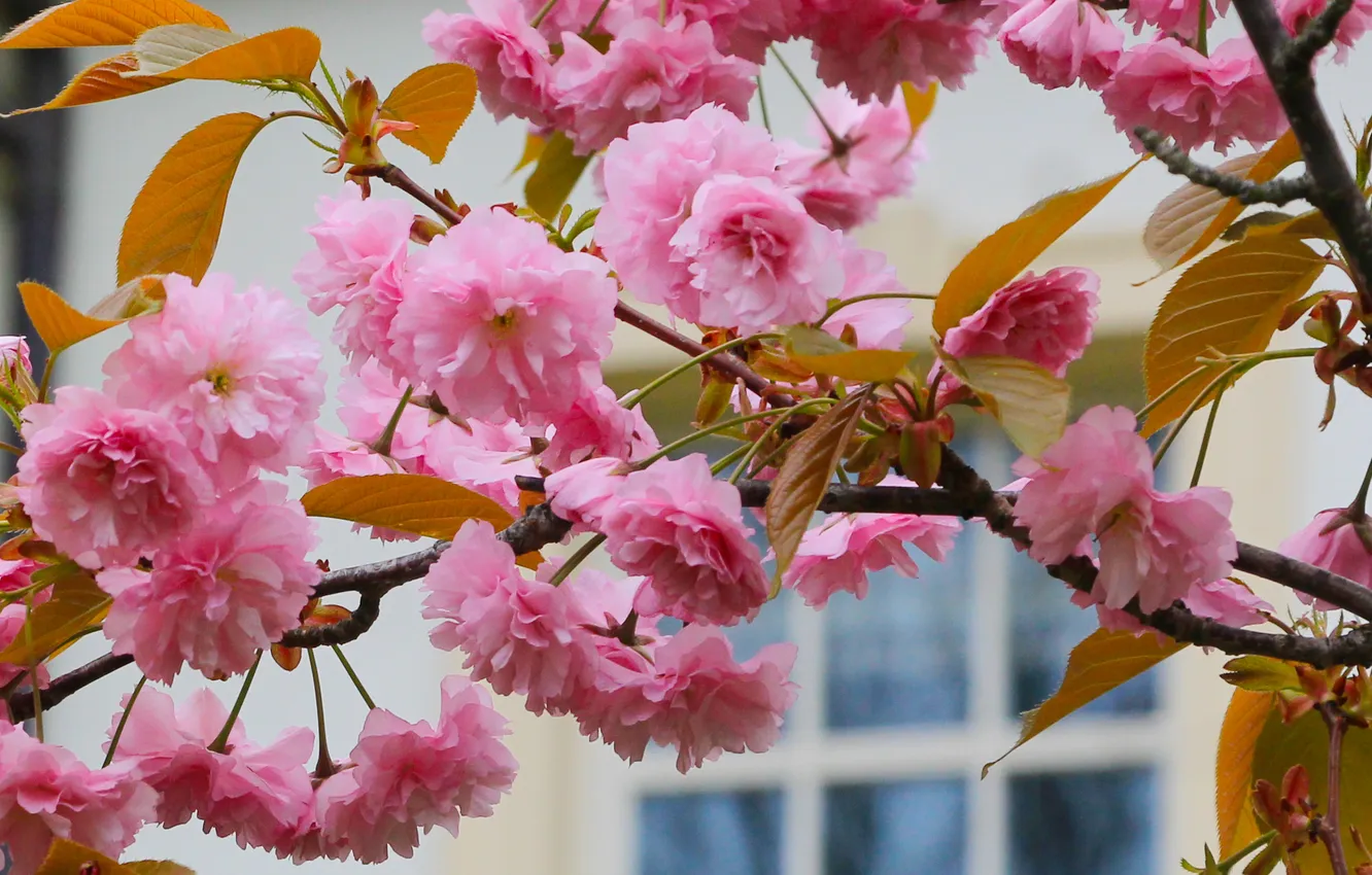 Photo wallpaper flower, spring, twig, Japanese cherry