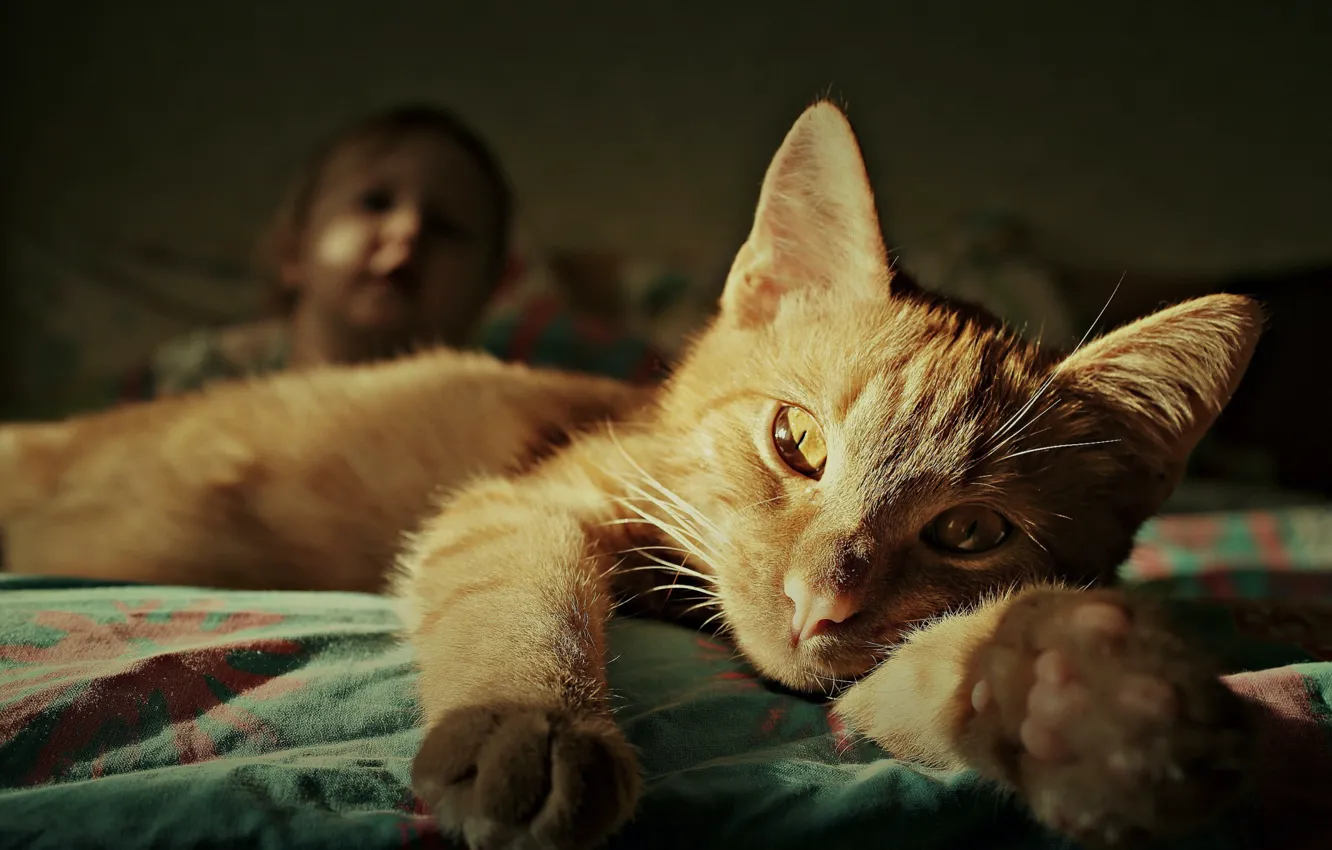 Photo wallpaper cat, cat, look, pose, face
