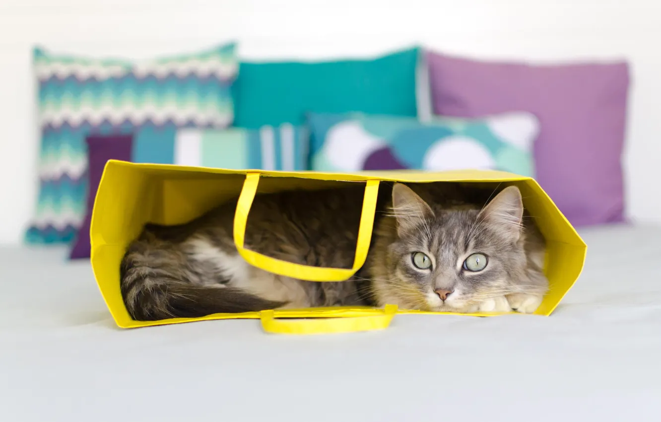 Photo wallpaper cat, look, wool, package