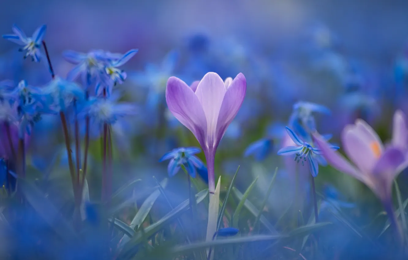 Photo wallpaper macro, blur, crocuses, Scilla, saffron