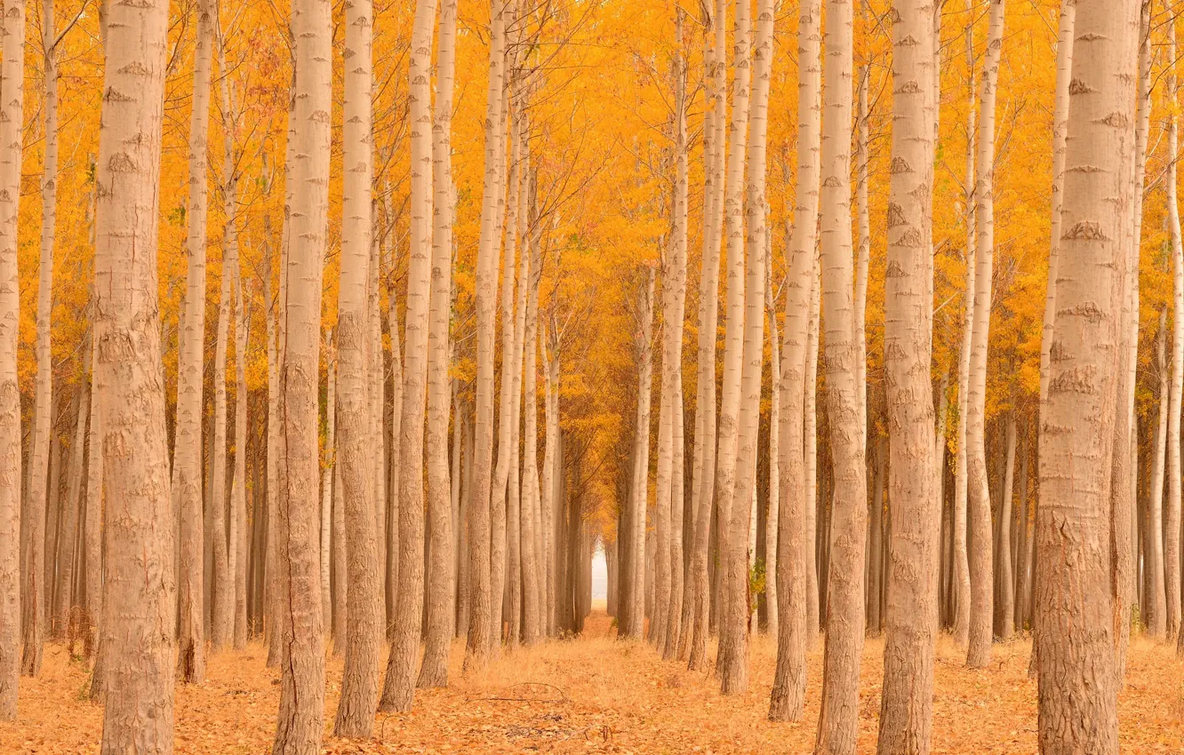 Photo wallpaper autumn, forest, yellow, foliage, a number, alley, aspen