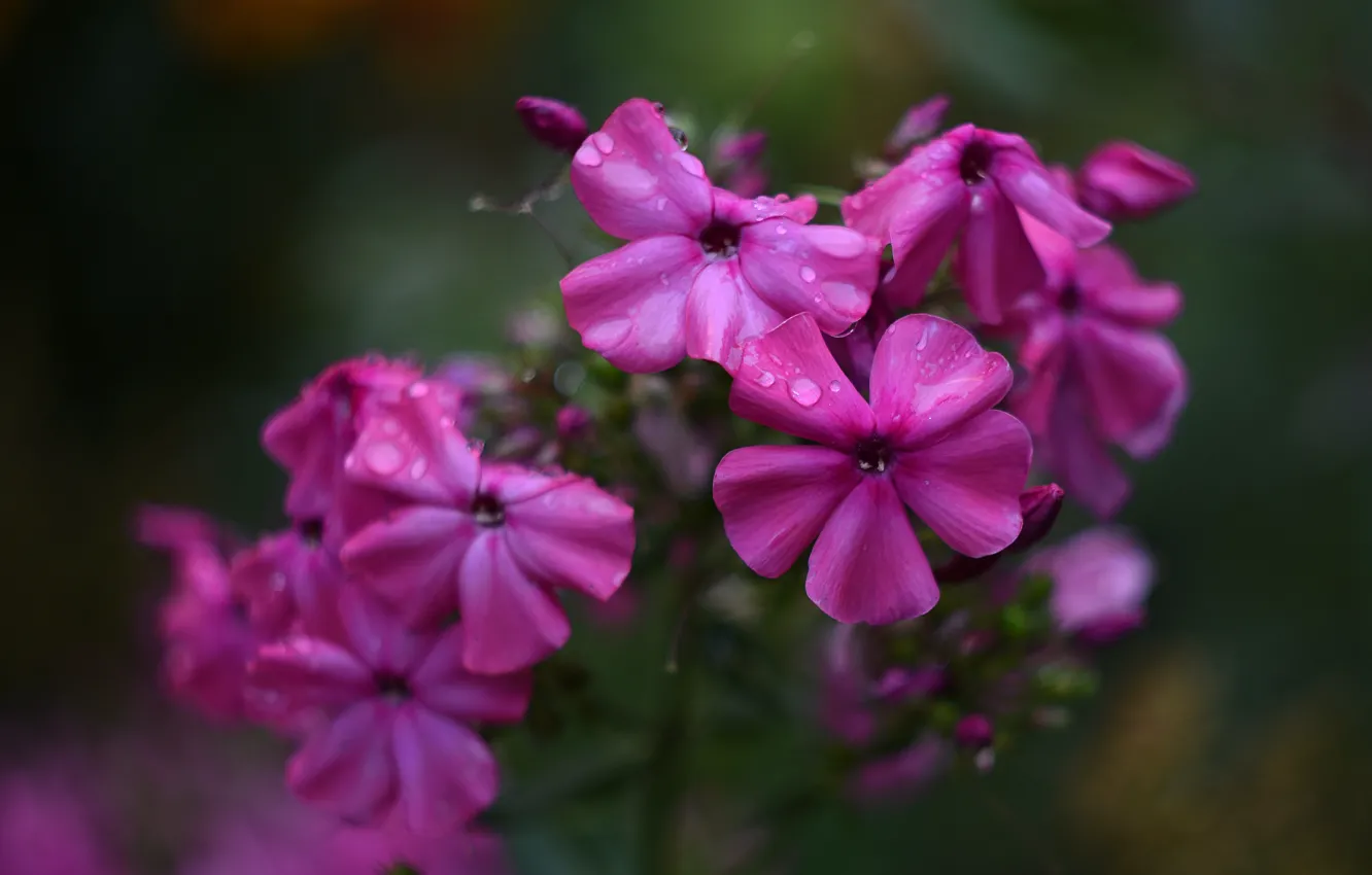 Photo wallpaper summer, flowers, Phlox