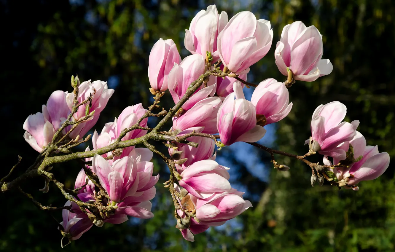 Photo wallpaper flowers, branches, spring, pink, buds, flowering, bokeh, Magnolia