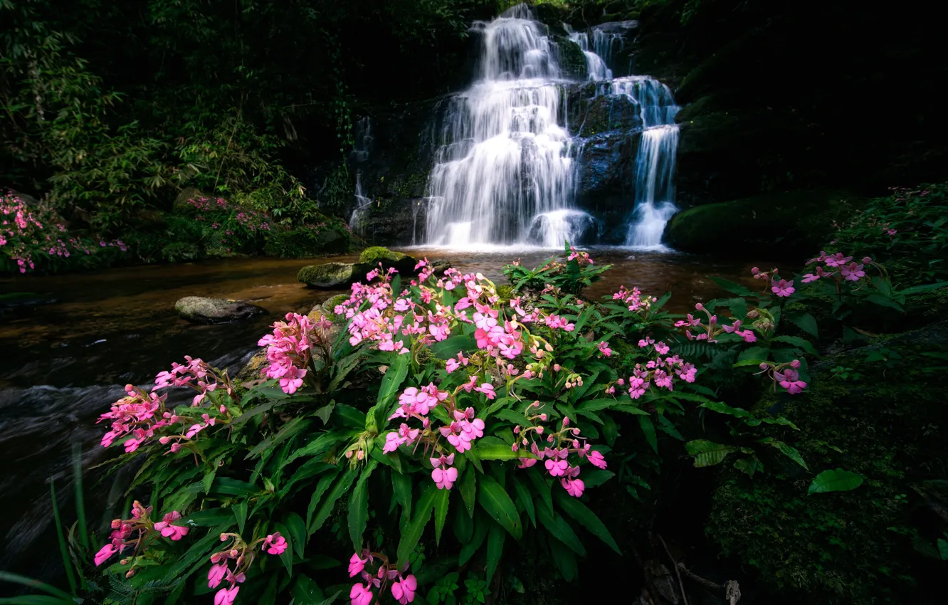Photo wallpaper flowers, river, waterfall, Thailand, Thailand, cascade, Phitsanulok, Phu Hin Rong Kla National Park