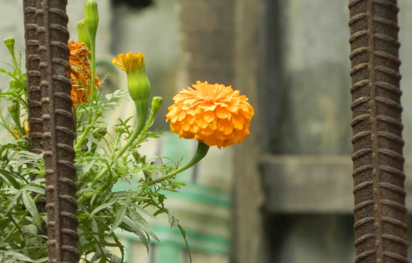 Photo wallpaper iron, India, Marigold