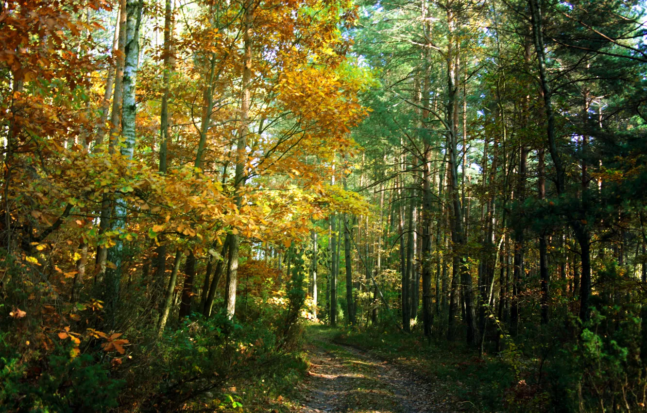 Photo wallpaper autumn, forest, trees, trail, forest, grove, trees, nature