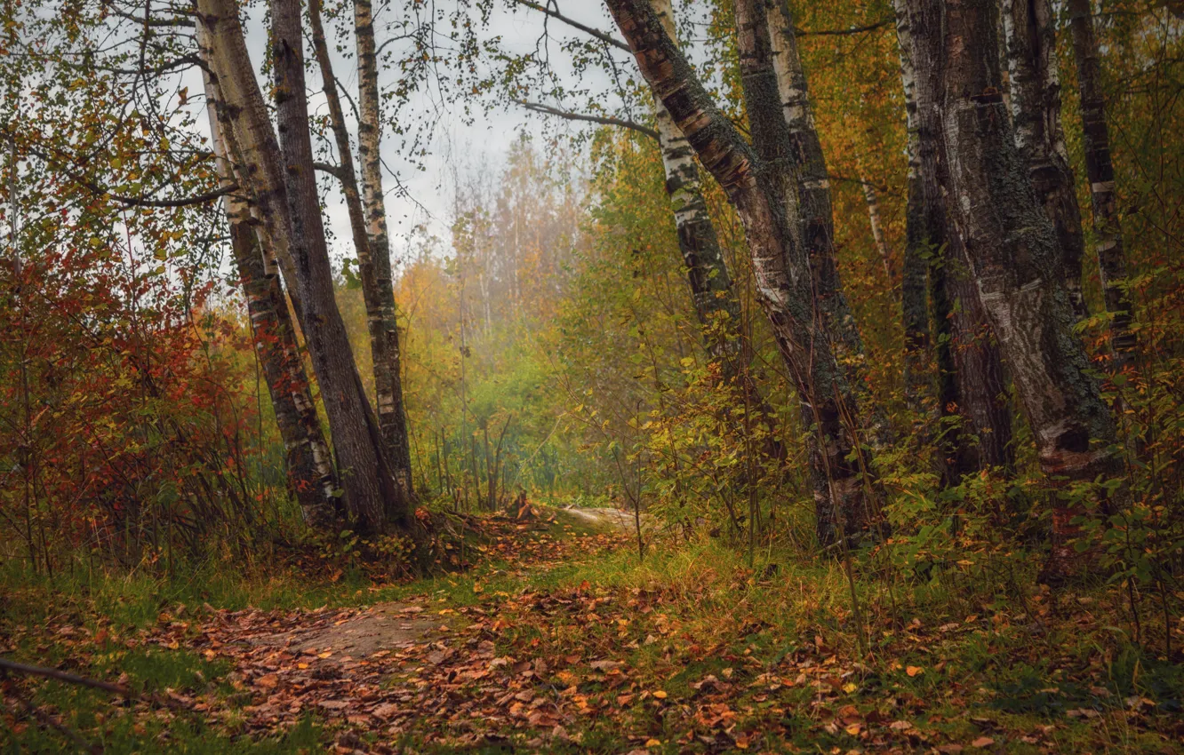 Photo wallpaper Path, Autumn, Forest, Nature, Fall, Foliage, Forest, Leaves