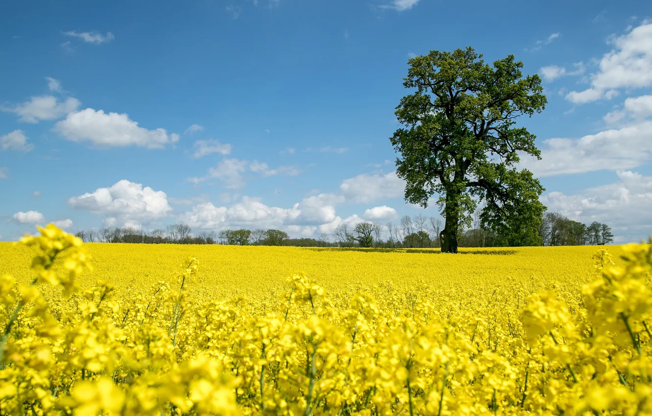 Photo wallpaper field, trees, flowers, yellow, meadow, blue sky, rape, rapeseed field
