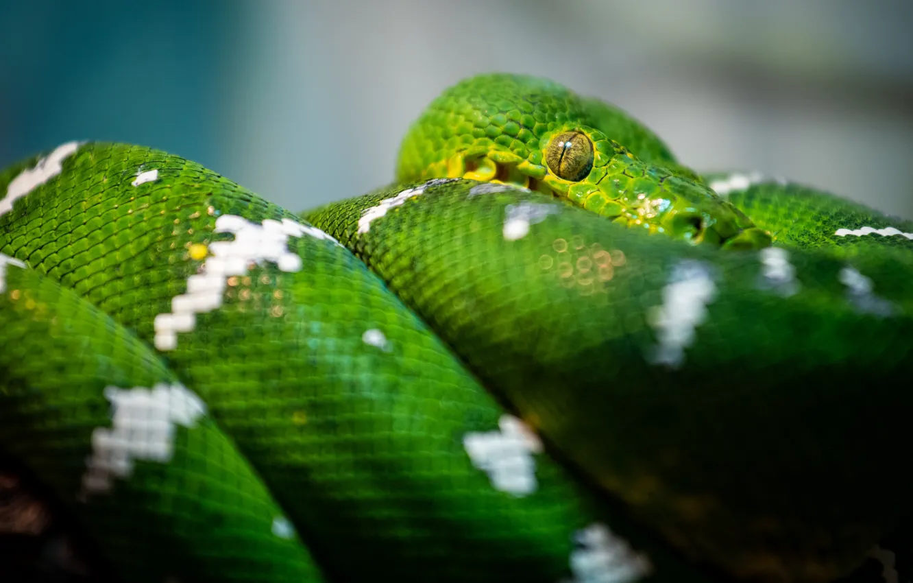 Photo wallpaper look, snake, Python, green, reptile