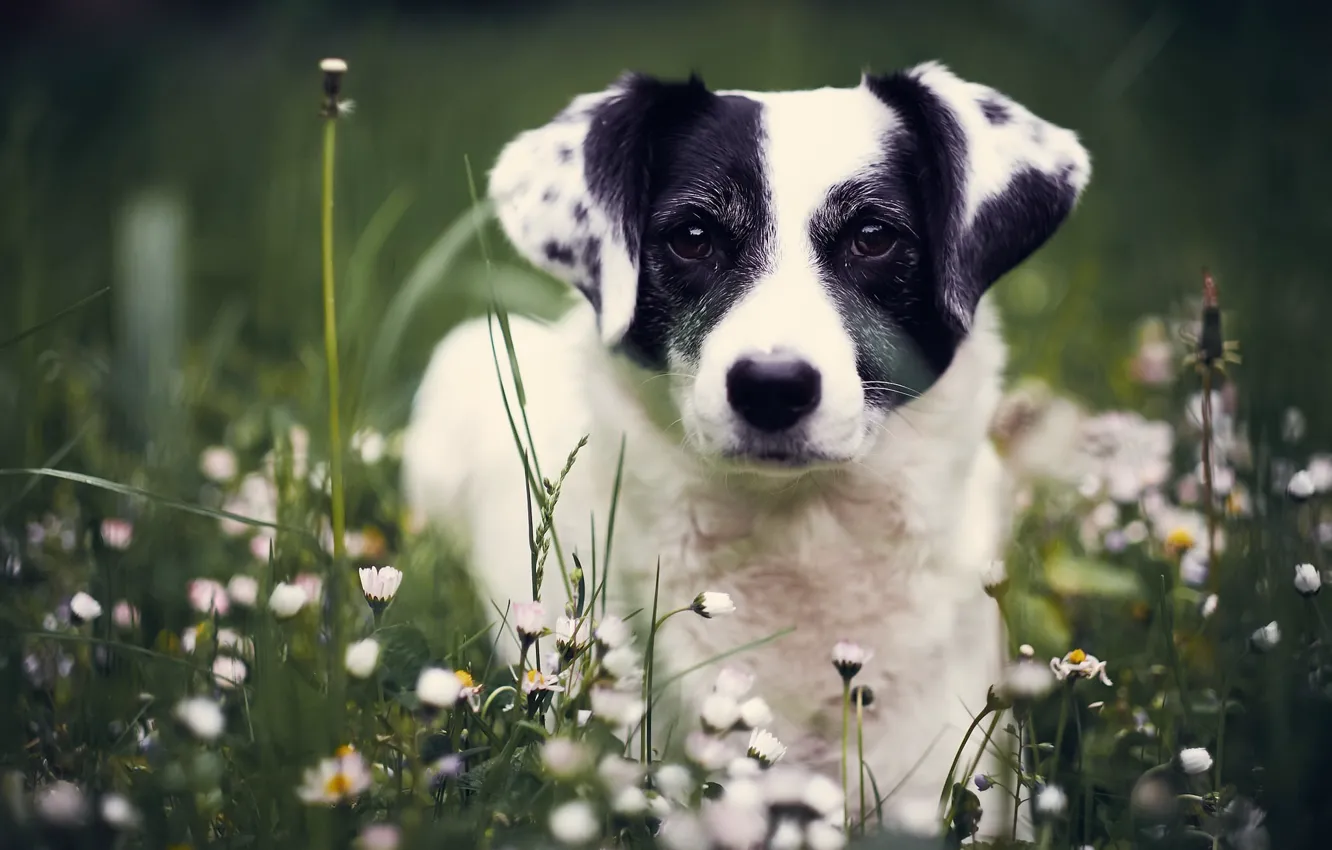 Photo wallpaper nature, each, dog