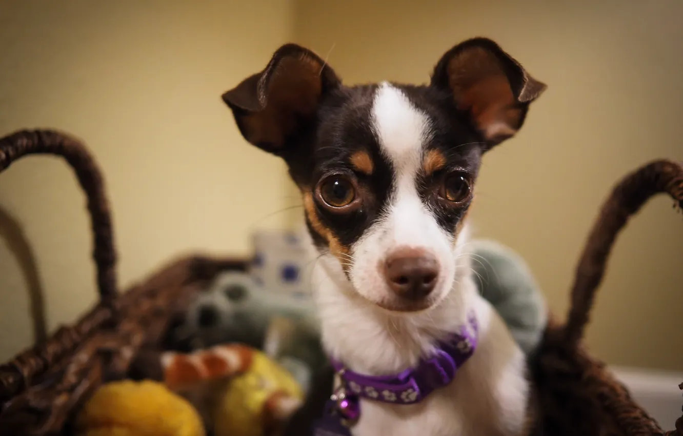 Photo wallpaper look, each, dog