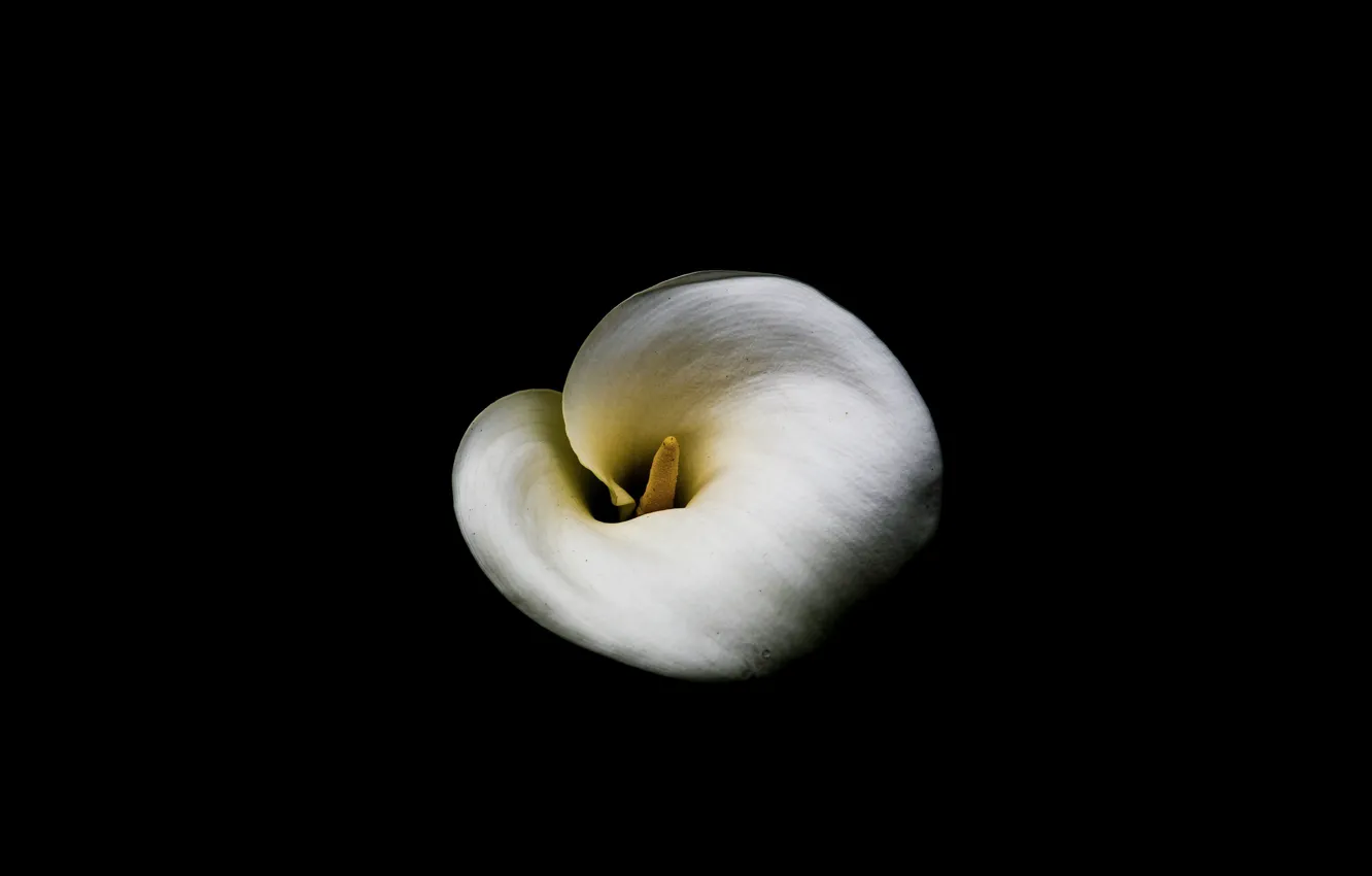 Photo wallpaper flower, background, Calla, Calla